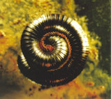 The Downward Spiral