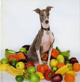 Excellent Italian Greyhound