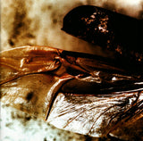 The Butterfly Effect