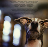 Excellent Italian Greyhound