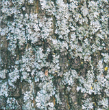 Для Тех, Кто Прогулялся Бы С Богами