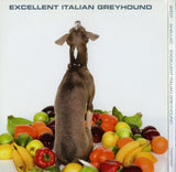 Excellent Italian Greyhound