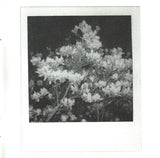 The Blossom Filled Streets