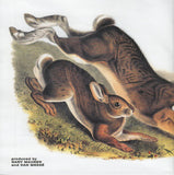 Rabbit Songs