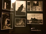 Animals
