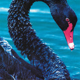 The Triffids Present The Black Swan